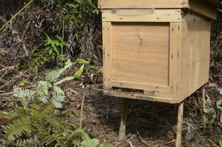 中蜂格子箱如何通風(fēng)(新手格子箱養(yǎng)蜂,怎樣開通風(fēng)口合適) 中蜂格子箱如何通風(fēng)(新手格子箱養(yǎng)蜂,怎樣開通風(fēng)口合適)