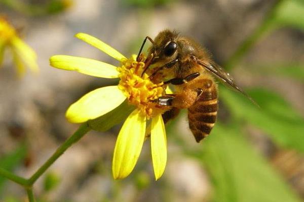 小排蜂能不能用箱子養(小排蜂可以裝箱養嗎) 小排蜂能不能用箱子養(小排蜂可以裝箱養嗎)