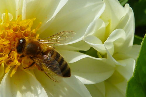 蜜蜂毒是酸性還是堿性(蜜蜂毒性酸堿及被蟄處理方法) 蜜蜂毒是酸性還是堿性(蜜蜂毒性酸堿及被蟄處理方法)