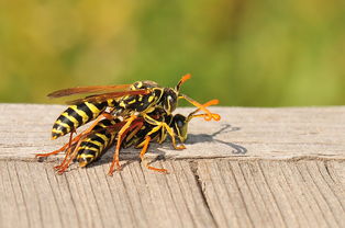 工蜂棄王是什么原因(蜂群為什么會(huì)突然失王) 工蜂棄王是什么原因(蜂群為什么會(huì)突然失王)