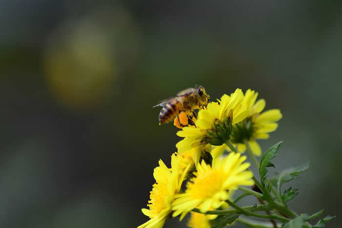 【蜜蜂知識】意大利蜜蜂的早春管理 意大利蜜蜂的早春管理