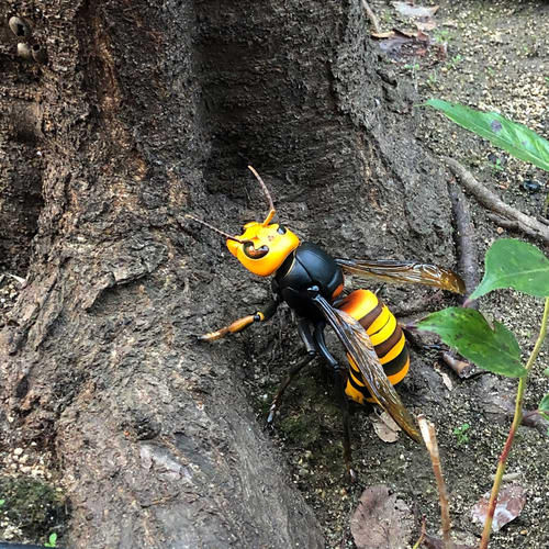 中國大虎頭蜂的并群方法(如何合并蜂群) 中國大虎頭蜂的并群方法(如何合并蜂群)