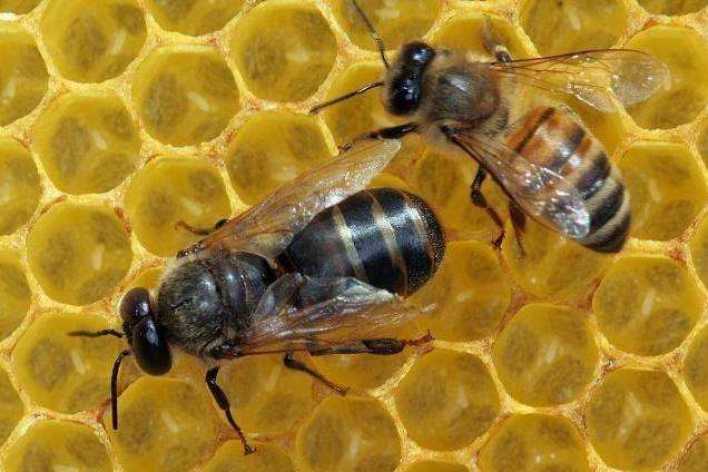 蜜蜂蜂王怎么抓? 蜜蜂蜂王怎么抓?