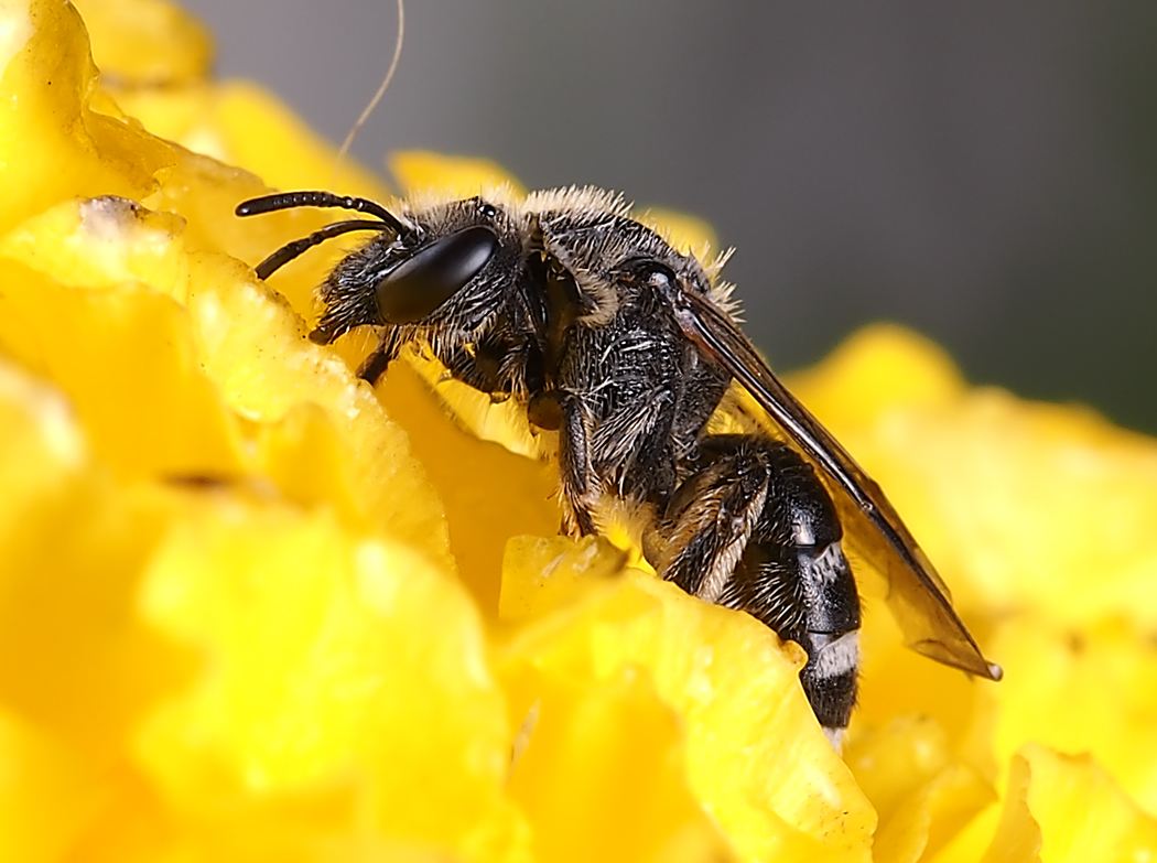 蜂巢能治療鼻炎嗎？