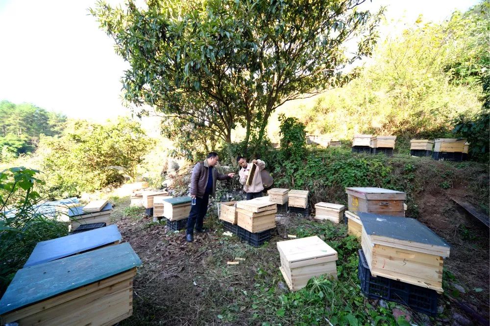 定點養蜂場綠化種什么樹好(這8種樹綠化效果好,又是難得的蜜源植物,花蜜營養價值極高) 定點養蜂場綠化種什么樹好(這8種樹綠化效果好,又是難得的蜜源植物,花蜜營養價值極高)