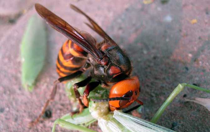 怎樣區(qū)分黃腰虎頭蜂蜂王(虎頭蜂怎么區(qū)分蜂王?) 怎樣區(qū)分黃腰虎頭蜂蜂王(虎頭蜂怎么區(qū)分蜂王?)