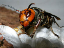 虎頭蜂飛到家里來好不好(馬蜂來家里是福還是禍？)