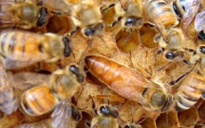 意大利蜜蜂箱能養(yǎng)中華蜜蜂嗎（中標(biāo)箱和意標(biāo)箱可以通用么？）