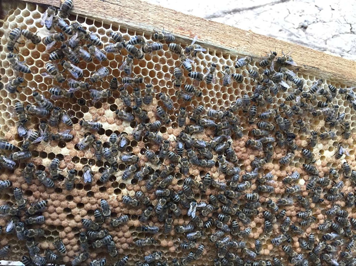 安納托利亞蜂 安納托利亞蜂