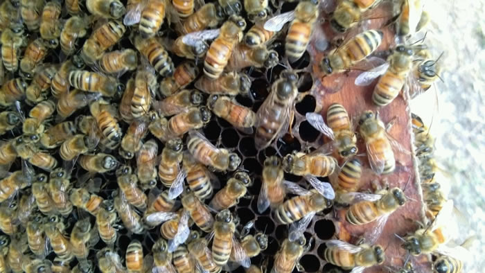 安納托利亞蜂 安納托利亞蜂