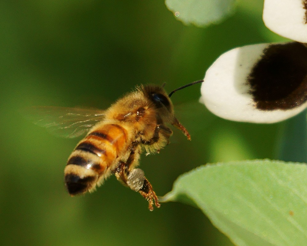 蜜蜂養殖周期是多少天(養殖蜜蜂需要具備條件) 蜜蜂養殖周期是多少天(養殖蜜蜂需要具備條件)
