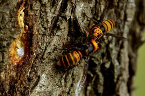 馬蜂和胡蜂有什么區(qū)別(馬蜂和胡蜂的區(qū)分方法) 馬蜂和胡蜂有什么區(qū)別(馬蜂和胡蜂的區(qū)分方法)