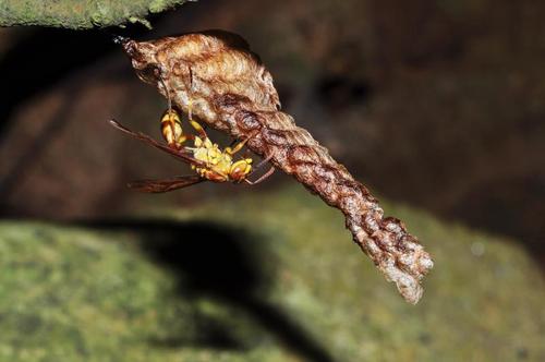 馬蜂和胡蜂有什么區(qū)別(馬蜂和胡蜂的區(qū)分方法) 馬蜂和胡蜂有什么區(qū)別(馬蜂和胡蜂的區(qū)分方法)