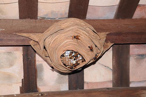 馬蜂和胡蜂有什么區(qū)別(馬蜂和胡蜂的區(qū)分方法) 馬蜂和胡蜂有什么區(qū)別(馬蜂和胡蜂的區(qū)分方法)