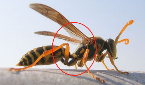 馬蜂和胡蜂有什么區(qū)別(馬蜂和胡蜂的區(qū)分方法) 馬蜂和胡蜂有什么區(qū)別(馬蜂和胡蜂的區(qū)分方法)
