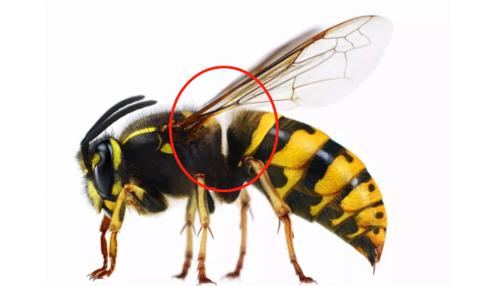 馬蜂和胡蜂有什么區(qū)別(馬蜂和胡蜂的區(qū)分方法) 馬蜂和胡蜂有什么區(qū)別(馬蜂和胡蜂的區(qū)分方法)