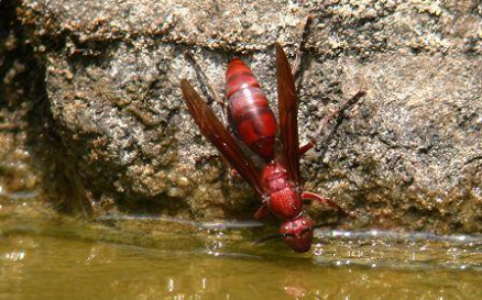 馬蜂和胡蜂有什么區(qū)別(馬蜂和胡蜂的區(qū)分方法) 馬蜂和胡蜂有什么區(qū)別(馬蜂和胡蜂的區(qū)分方法)