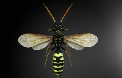 馬蜂和胡蜂有什么區(qū)別(馬蜂和胡蜂的區(qū)分方法) 馬蜂和胡蜂有什么區(qū)別(馬蜂和胡蜂的區(qū)分方法)