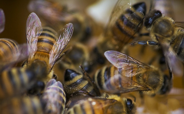 夏季蜜蜂容易出雄蜂嗎(蜜蜂雄蜂太多要不要處理) 夏季蜜蜂容易出雄蜂嗎(蜜蜂雄蜂太多要不要處理)