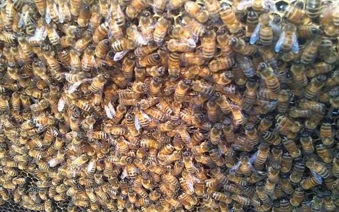 中蜂阿壩王的優點和缺點(阿壩中蜂有哪些優點和缺點) 中蜂阿壩王的優點和缺點(阿壩中蜂有哪些優點和缺點)