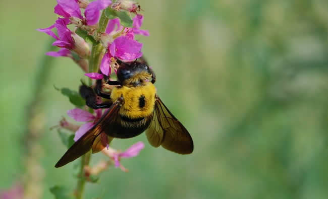 【蜜蜂知識】南方黑蜂是什么蜂種? 南方黑蜂是什么蜂種?