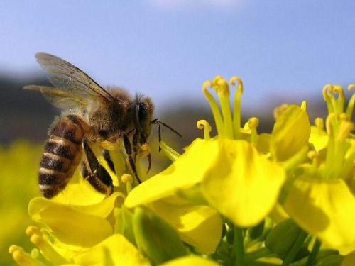 蜜蜂敗血病如何防治? 蜜蜂敗血病如何防治?