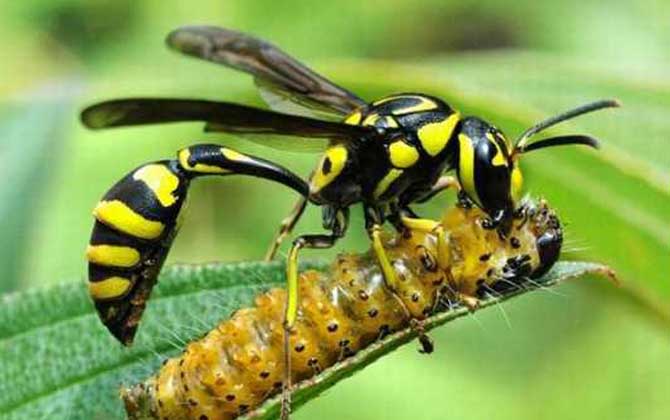 細腰蜂長什么樣子(細腰蜂種類及圖片大全) 細腰蜂