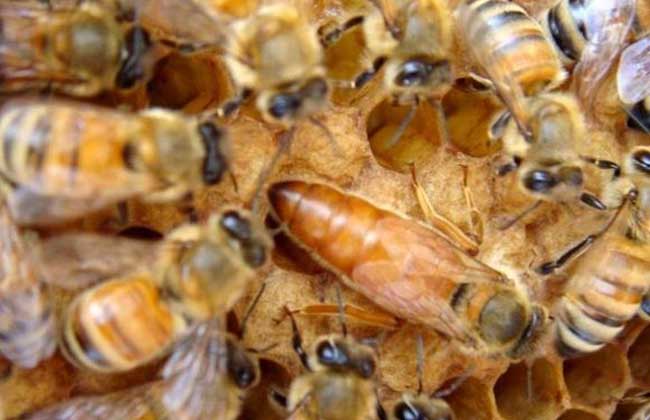 怎么選擇養蜂場(最適合養殖蜜蜂的場地是什么樣的) 怎么選擇養蜂場(最適合養殖蜜蜂的場地是什么樣的)