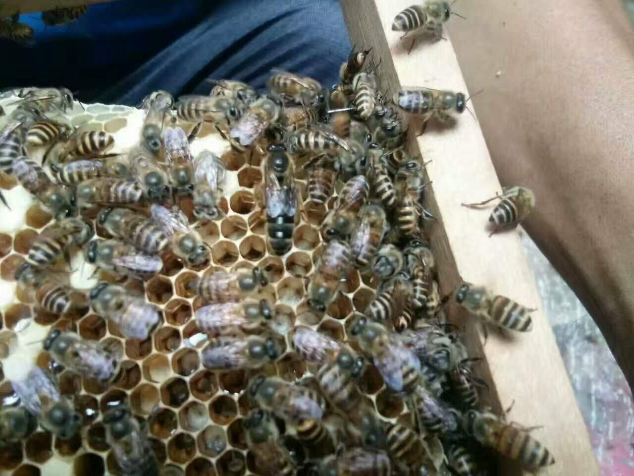 雄蜂比工蜂多是什么意思（一個蜂群內，雄蜂和工蜂各占多大的比例）