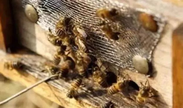 雄蜂比工蜂多是什么意思（一個蜂群內，雄蜂和工蜂各占多大的比例）