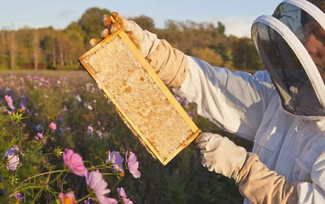 養蜂需要什么技術 養蜂需要什么技術