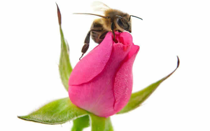 蜜蜂白堊病的癥狀及防治 白堊病