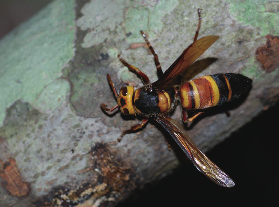 黑尾胡蜂有幾個品種(黑尾胡蜂品種介紹) 黑尾胡蜂有幾個品種(黑尾胡蜂品種介紹)