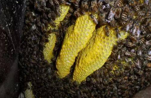 連蜂帶脾補弱群怎么操作(哪些情況下蜂群需帶蜂補子脾) 連蜂帶脾補弱群怎么操作(哪些情況下蜂群需帶蜂補子脾)