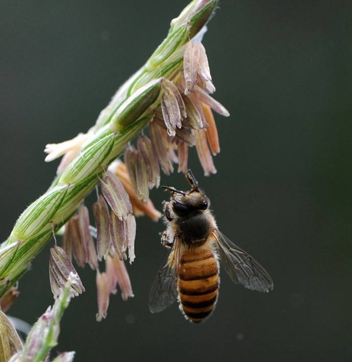 【蜜蜂知識(shí)】中華蜜蜂打架怎么控制呢? 中華蜜蜂打架怎么控制呢?