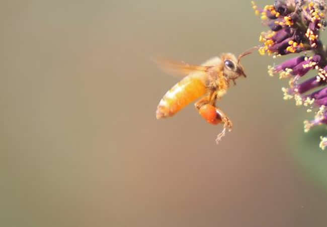 【蜜蜂知識(shí)】中華蜜蜂打架怎么控制呢? 中華蜜蜂打架怎么控制呢?