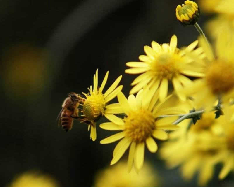 【蜜蜂知識(shí)】中華蜜蜂打架怎么控制呢? 中華蜜蜂打架怎么控制呢?