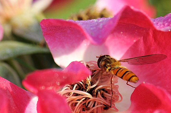 【蜜蜂知識(shí)】中華蜜蜂打架怎么控制呢? 中華蜜蜂打架怎么控制呢?