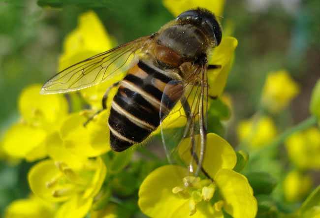 【蜜蜂知識(shí)】中華蜜蜂打架怎么控制呢? 中華蜜蜂打架怎么控制呢?