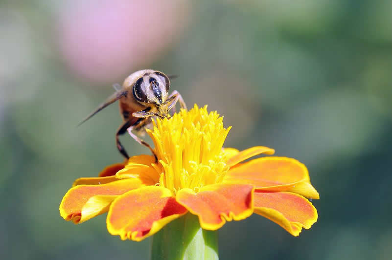 喀爾巴阡蜂(咯蜂) 喀爾巴阡蜂(咯蜂)
