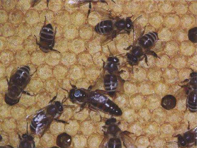 喀爾巴阡蜂(咯蜂) 喀爾巴阡蜂(咯蜂)