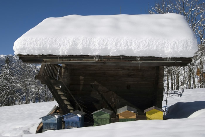 蜂群室內(nèi)越冬管理技術(shù)(養(yǎng)蜂過冬技術(shù)) 蜂群室內(nèi)越冬管理技術(shù)(養(yǎng)蜂過冬技術(shù))
