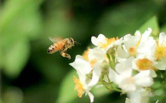 蜂群室內(nèi)越冬管理技術(shù)(養(yǎng)蜂過冬技術(shù)) 蜂群室內(nèi)越冬管理技術(shù)(養(yǎng)蜂過冬技術(shù))