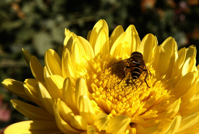 如何讓蜜蜂安全度過夏天? 如何讓蜜蜂安全度過夏天?
