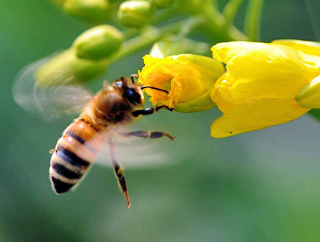 如何讓蜜蜂安全度過夏天? 如何讓蜜蜂安全度過夏天?