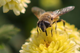 蜜蜂有兩個蜂王是怎么回事(蜜蜂出現(xiàn)兩個蜂王臺是怎么回事) 蜜蜂有兩個蜂王是怎么回事(蜜蜂出現(xiàn)兩個蜂王臺是怎么回事)