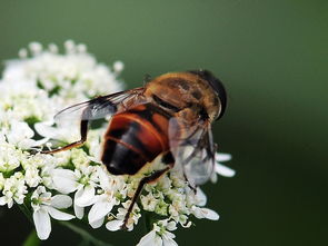 松丹一號蜂能取漿嗎（中華蜜蜂也能取蜂王漿，為什么養蜂人都不取呢）