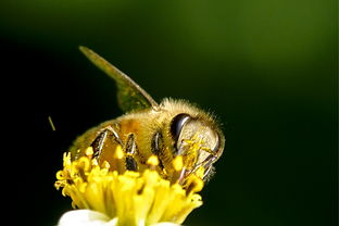 松丹一號蜂能取漿嗎（中華蜜蜂也能取蜂王漿，為什么養蜂人都不取呢）