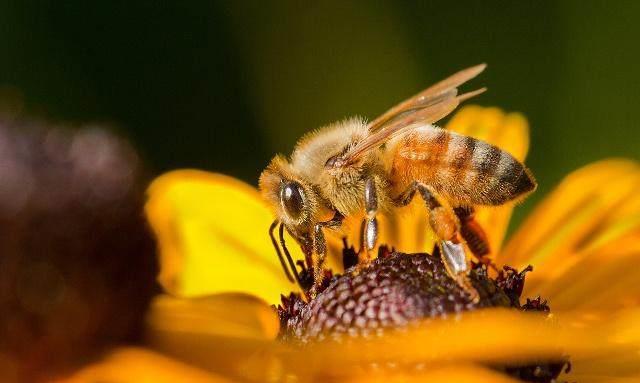 工蜂產(chǎn)卵急造王臺出來新王能用嗎（工蜂產(chǎn)卵也會(huì)有王臺嗎）