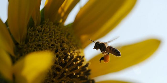 工蜂產(chǎn)卵急造王臺出來新王能用嗎（工蜂產(chǎn)卵也會(huì)有王臺嗎）